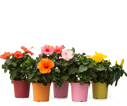  Hibiscus Rosa-sinensis (rose De Chine Ou Ketmie) Pot De 50l - 200/250cm - Par 14/15cm