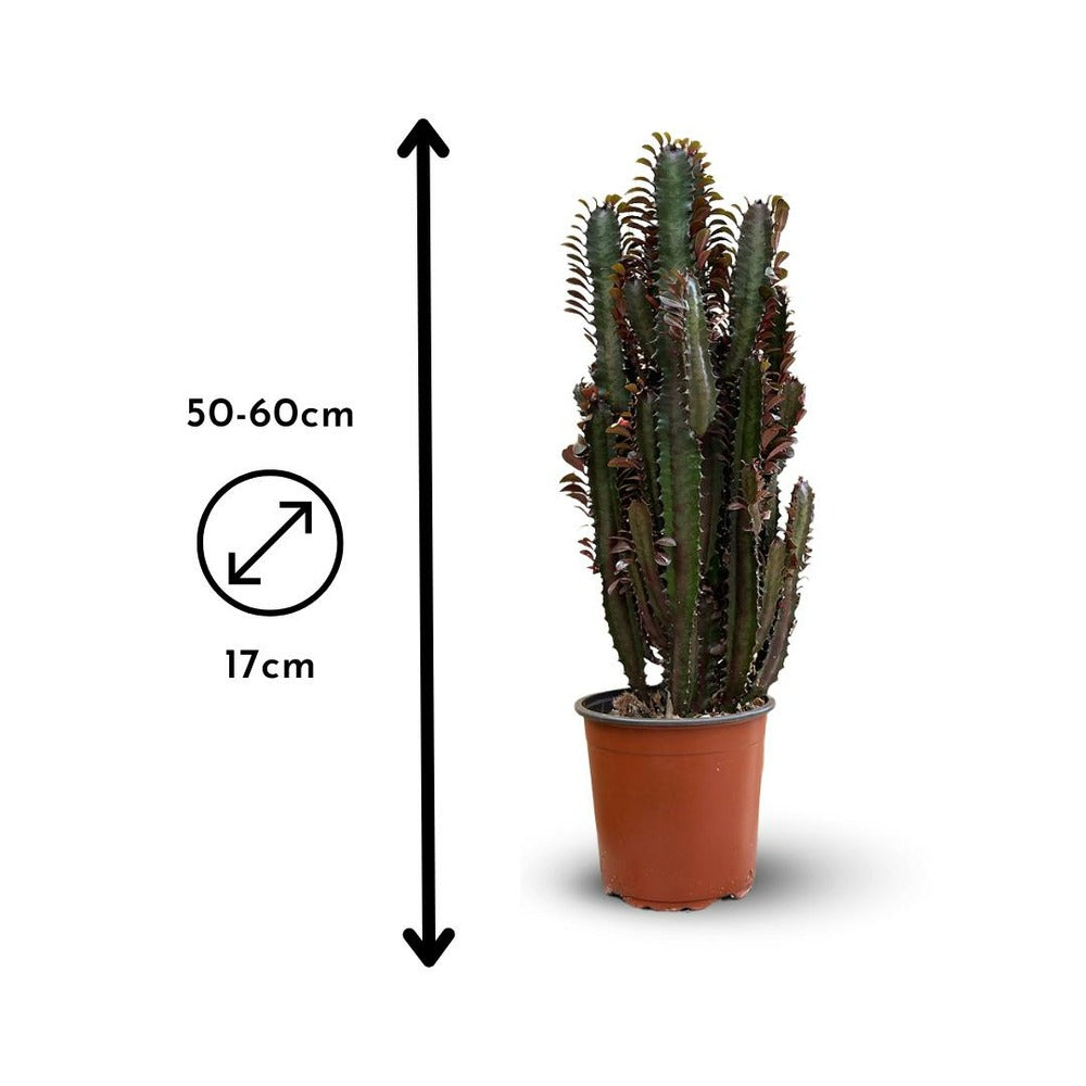  Euphorbe Trigona - Rubra - ↕ 50-60 Cm - ⌀ 17 Cm - Cactus Et Plantes Grasses