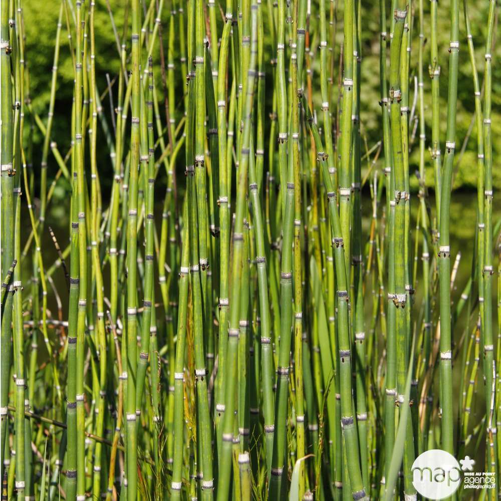  Equisetum Japonica : C.5L