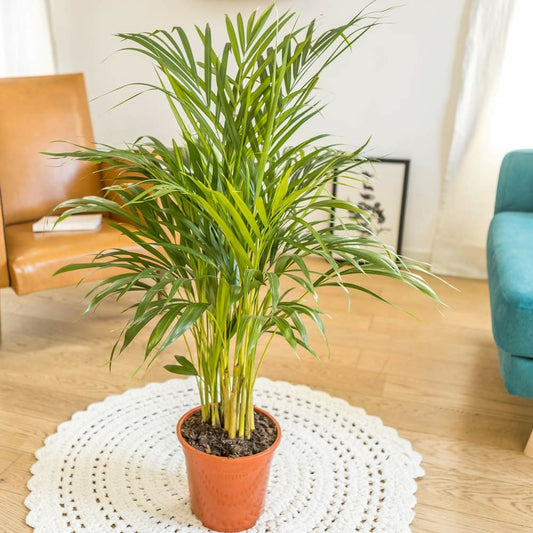  Pamier Areca Dypsis Lutescens D21 H120cm