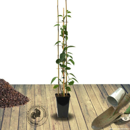  Kiwi De Sibérie Arguta Super Issaï (autofertile)/[-]pot De 3l - Echelle Bambou 60/120 Cm