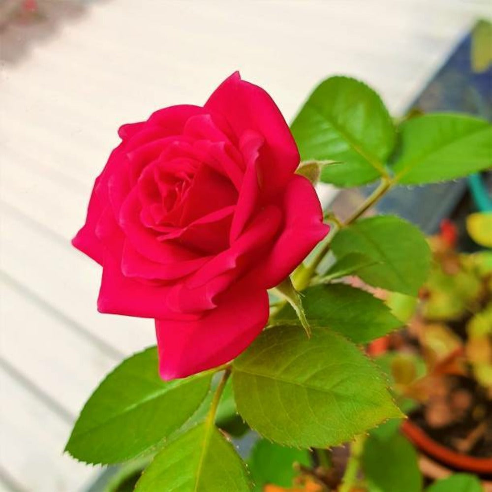  Rosa Zepeti C3l
