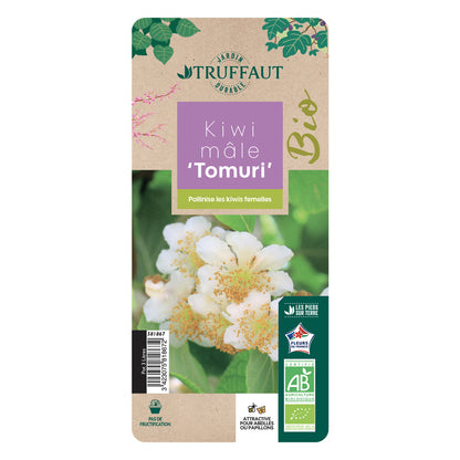  Kiwi Chinensis 'Tomuri' Mâle Bio : Pot De 3 Litres