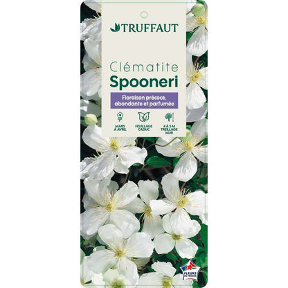  Clématite Montana Spooneri Conteneur De : 3 L