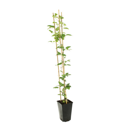  Clématite Montana Spooneri Conteneur De : 3 L
