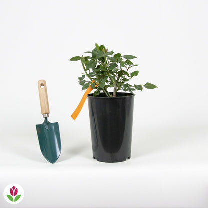  Rosier Buisson Black Baccara ® Meidebenne - La Pièce En Racine Nue / 3+ Branches