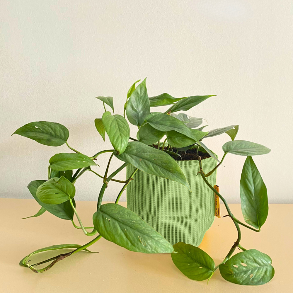  Epipremnum Cebu Blue 30cm + Pot Respirant Vert ø15cm