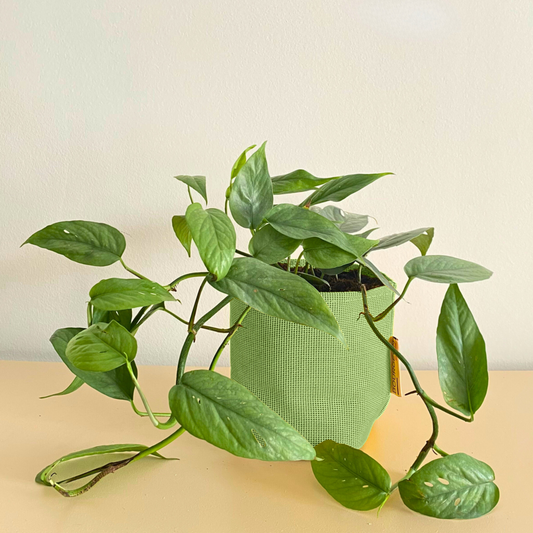  Epipremnum Cebu Blue 30cm + Pot Respirant Vert ø15cm