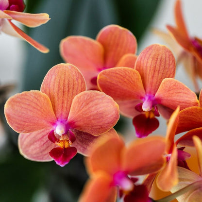  Orchidée Bolzano En Pot Bubble Blanc 35cm - Plante D'intérieur