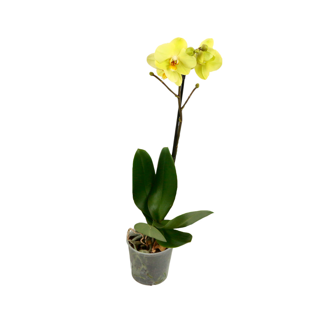  Orchidée Phalaenopsis 1 Tige - Pot D.12 Cm