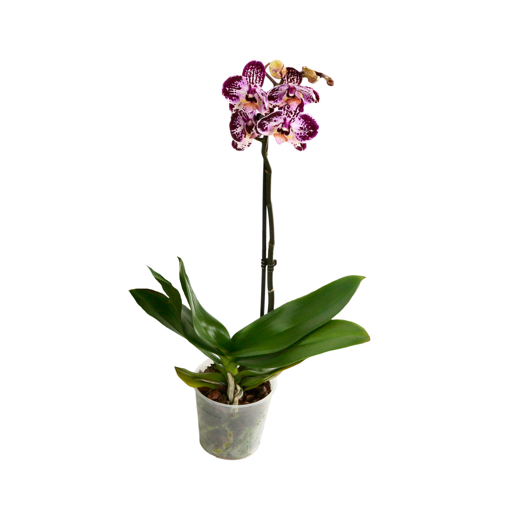  Orchidée Phalaenopsis 1 Tige - Pot D.12 Cm