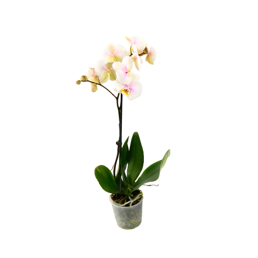  Orchidée Phalaenopsis 1 Tige - Pot D.12 Cm