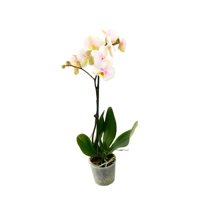  Orchidée Phalaenopsis 1 Tige - Pot D.12 Cm