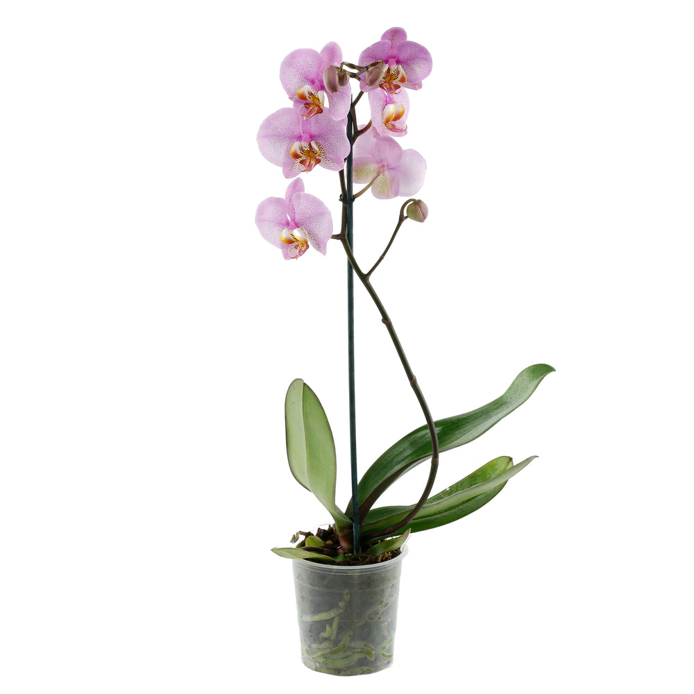  Orchidée Phalaenopsis 1 Tige - Pot D.12 Cm