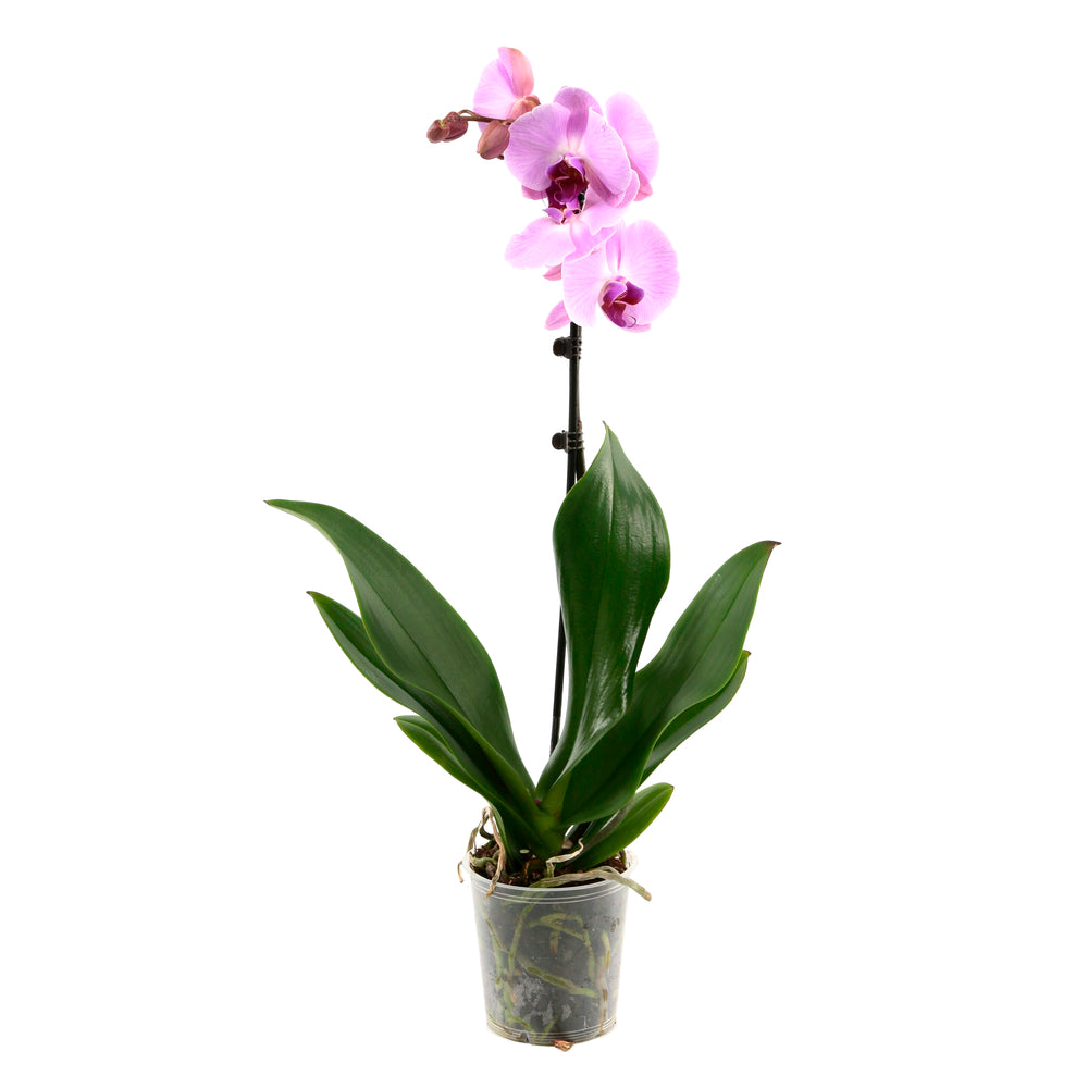  Orchidée Phalaenopsis 1 Tige - Pot D.12 Cm