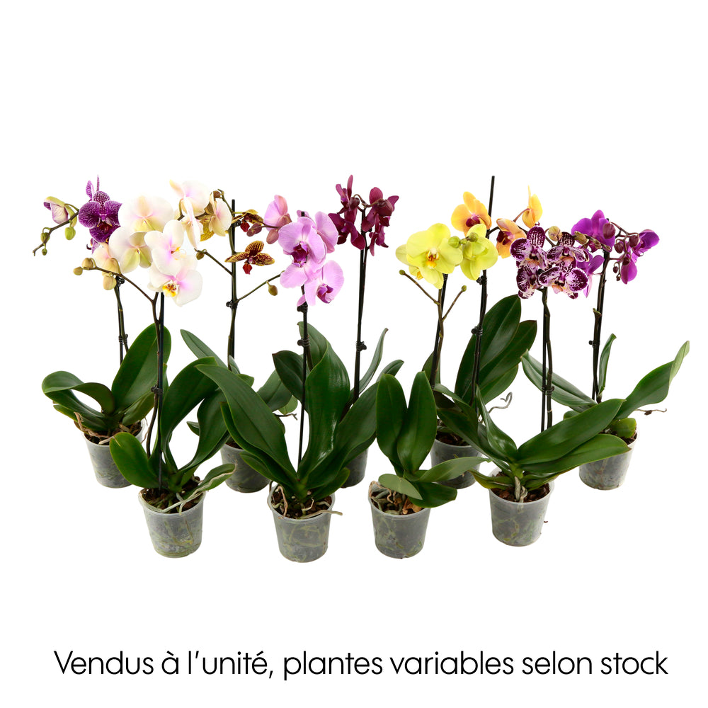  Orchidée Phalaenopsis 1 Tige - Pot D.12 Cm