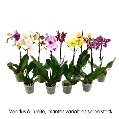  Orchidée Phalaenopsis 1 Tige - Pot D.12 Cm
