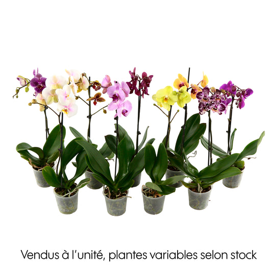  Orchidée Phalaenopsis 1 Tige - Pot D.12 Cm