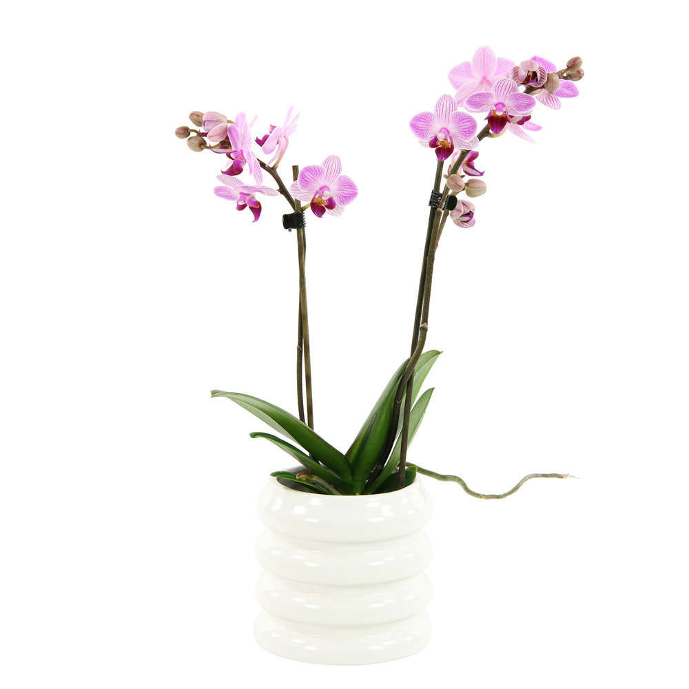  Orchidée Phalaenopsis 'Colibri' 2 Tiges - Pot D.9 Cm