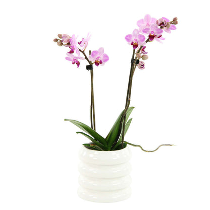  Orchidée Phalaenopsis 'Colibri' 2 Tiges - Pot D.9 Cm