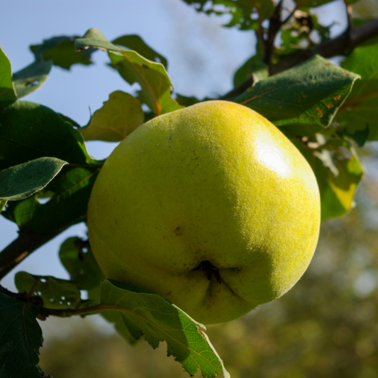  Malus Domestica Golden Delicious - Pommier 120 Cm En Pot