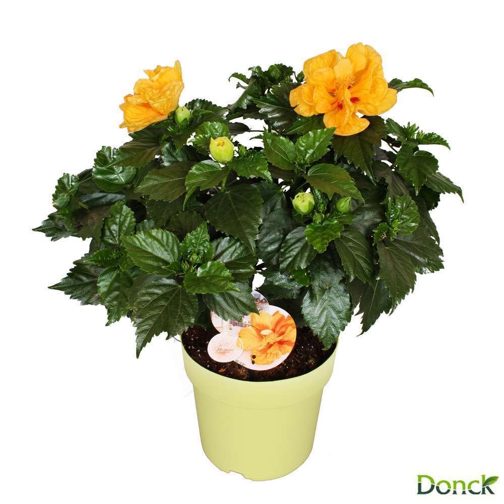  Hibiscus 'Sunny Fiori Grande Mix': Pot Ø 17 Cm - Coloris Variables