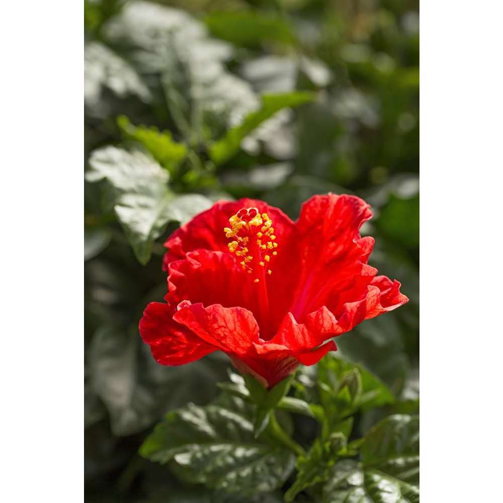  Hibiscus 'Sunny Fiori Grande Mix': Pot Ø 17 Cm - Coloris Variables