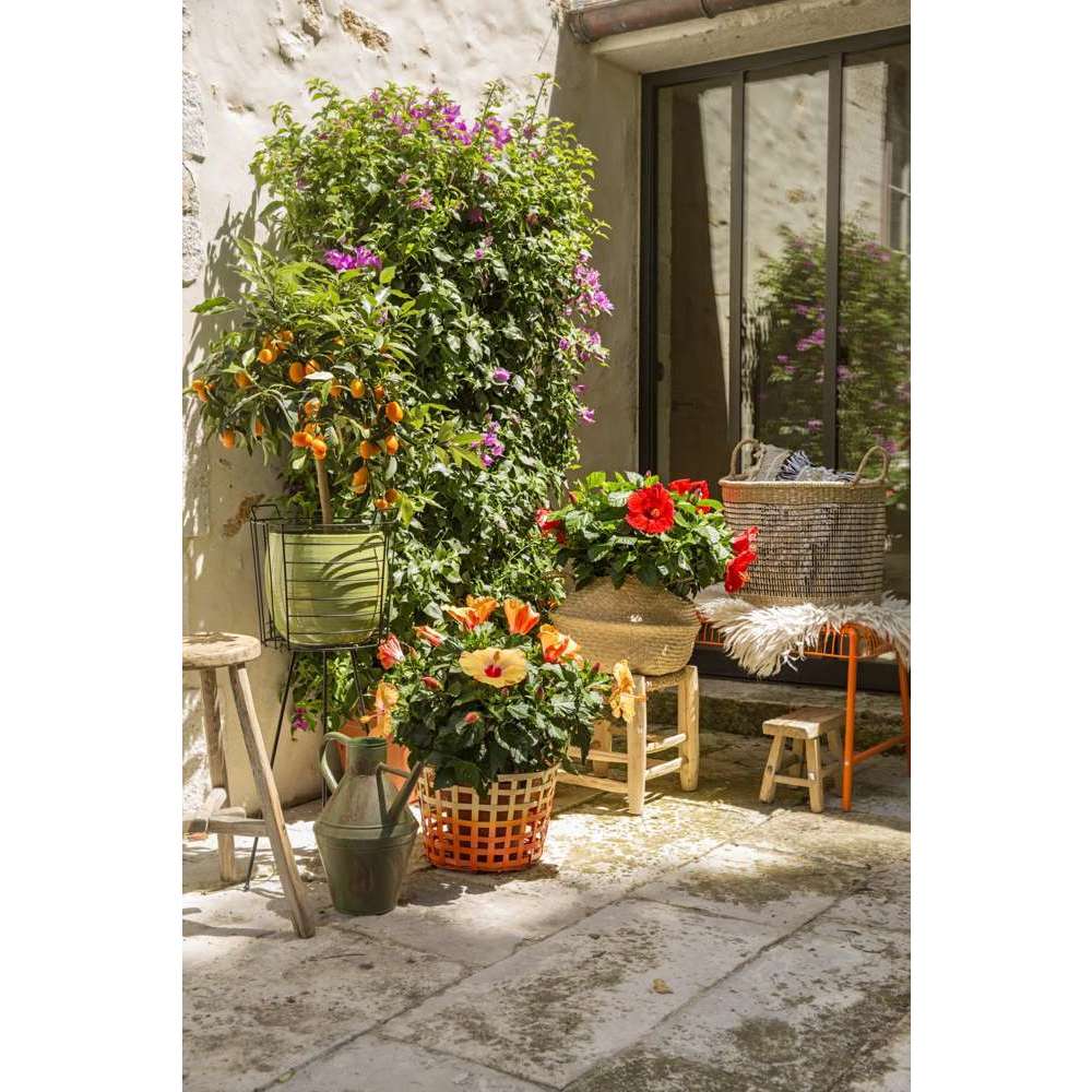  Hibiscus 'Sunny Fiori Grande Mix': Pot Ø 17 Cm - Coloris Variables