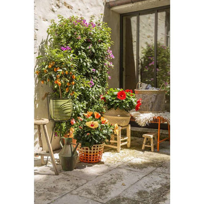  Hibiscus 'Sunny Fiori Grande Mix': Pot Ø 17 Cm - Coloris Variables