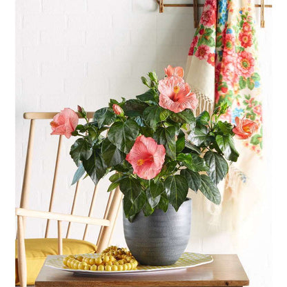  Hibiscus 'Sunny Fiori Grande Mix': Pot Ø 17 Cm - Coloris Variables