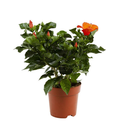  Hibiscus 'Sunny Fiori Grande Mix': Pot Ø 17 Cm - Coloris Variables