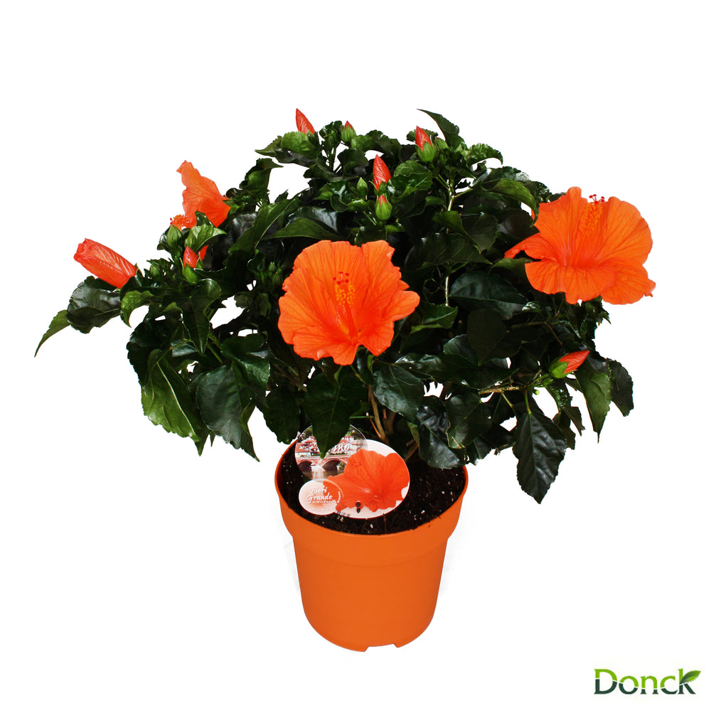  Hibiscus 'Sunny Fiori Grande Mix': Pot Ø 17 Cm - Coloris Variables