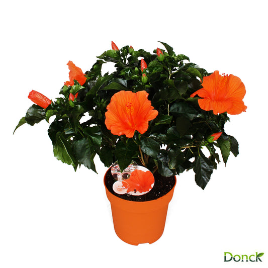  Hibiscus 'Sunny Fiori Grande Mix': Pot Ø 17 Cm - Coloris Variables