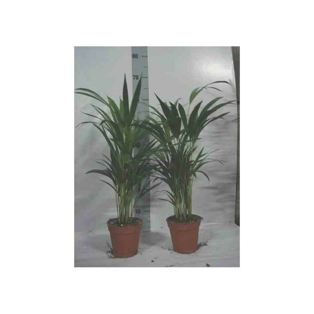 Chrysalidocarpus Lutescens (aréca, Palmier D'arec, Palmier Doré) Pot De 2 Litres ? 40/60 Cm