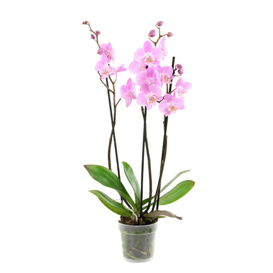  Orchidée Phalaenopsis 3 Tiges - Pot D.12 Cm
