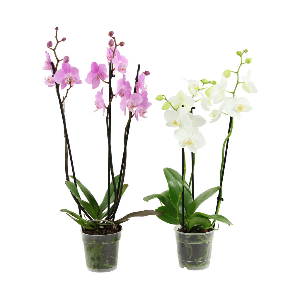  Orchidée Phalaenopsis 3 Tiges - Pot D.12 Cm