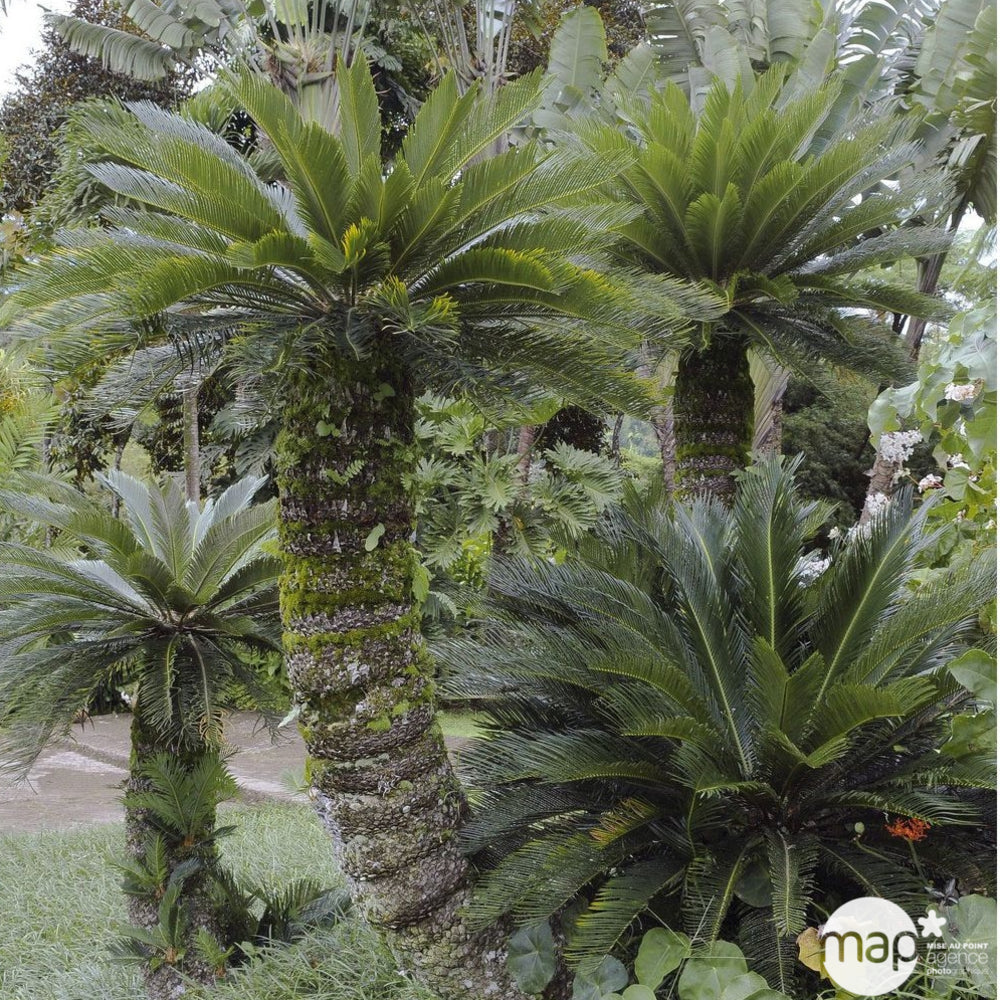  Cycas Revoluta:pot D20 Cm