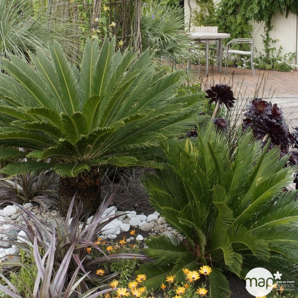  Cycas Revoluta:pot D20 Cm