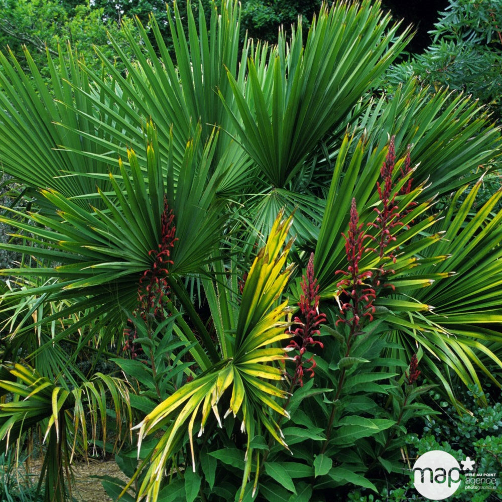  Washingtonia Robusta : C10L