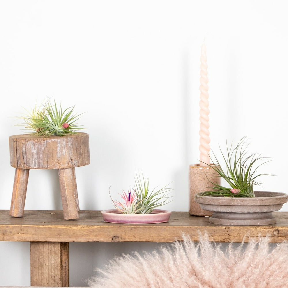 Lot De 5 - Tillandsia - Plantes Aériennes - Dépolluantes - Très Faciles D’entretien - 5-15 Cm