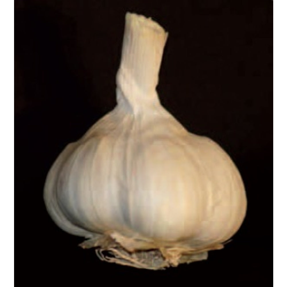  Bulbes D'ails Blancs 'Thérador' En Filet - 250 G