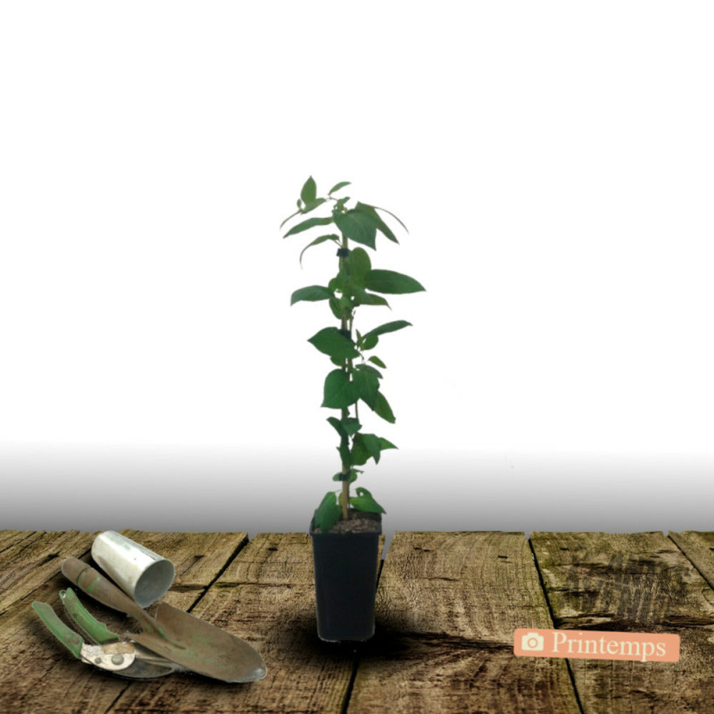  Chèvrefeuille Cedar Lane®/[-]pot De 1,5l - Tuteur Bambou 30/60 Cm