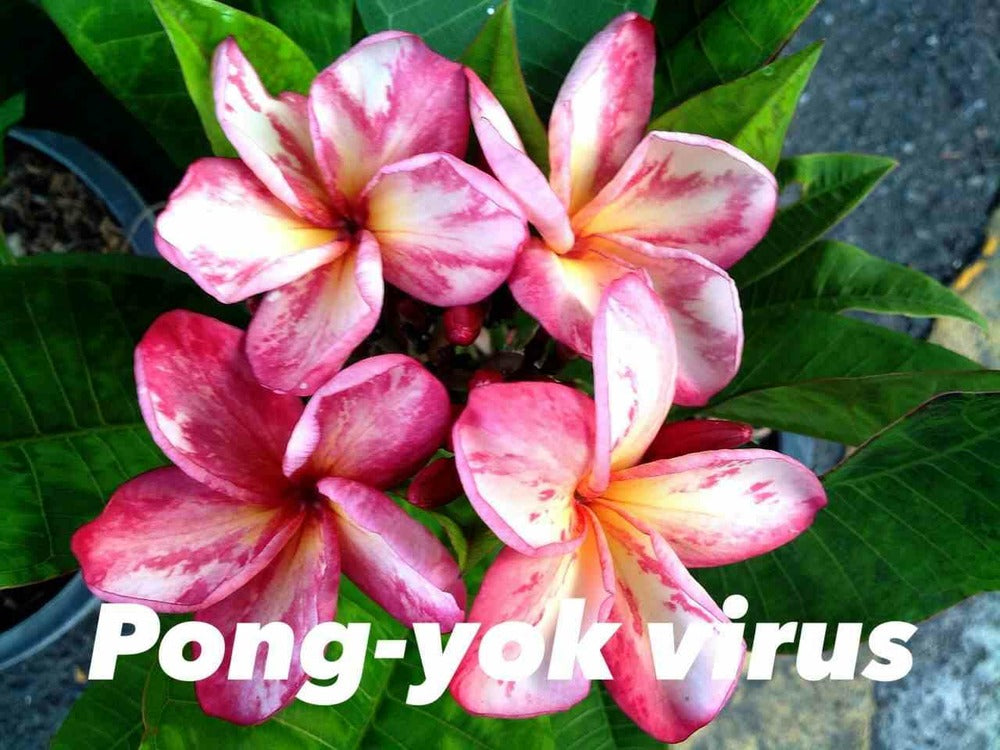  Plumeria Rubra "virus Pong Yok" (frangipanier) Pot De 2 Litres ? 20/30 Cm - Couleur Floraison:blanc/jaune/rose