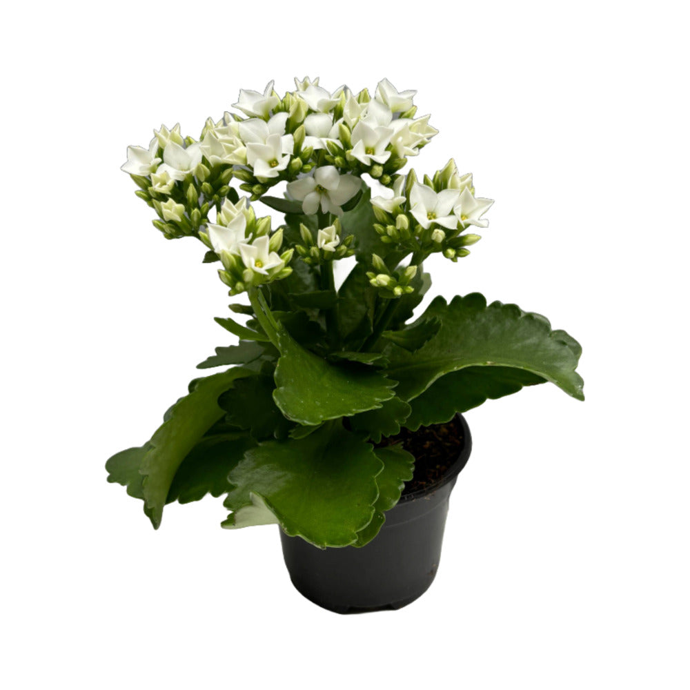 Kalanchoe Blanc Pot 9 Cm