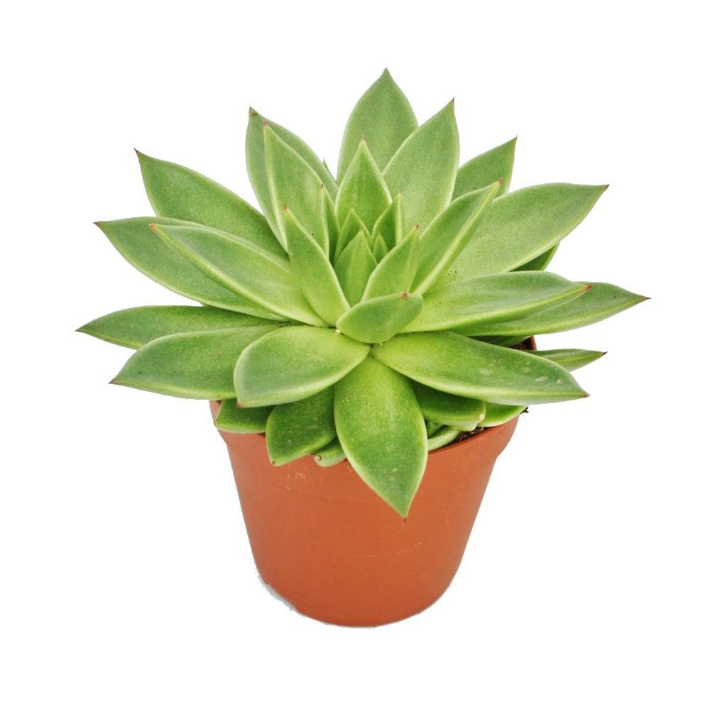  Echeveria Agavoides - Grande Plante En Pot De 12 Cm