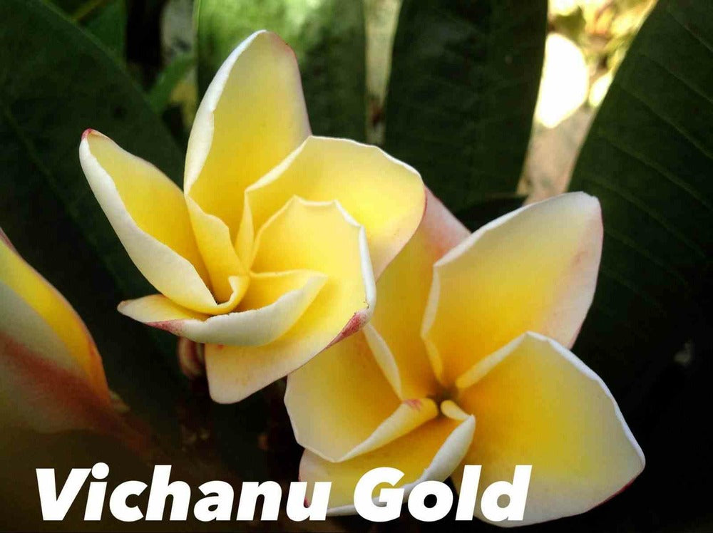  Plumeria Rubra "vichanu Gold" (frangipanier)- Pot De 2 Litres ? 20/30 Cm