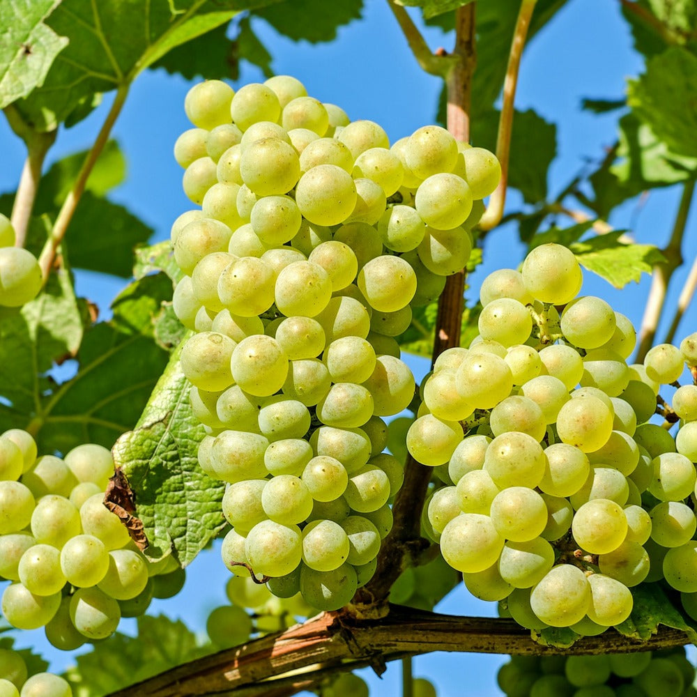  Vigne à Raisin - Set De 3 - Vitis Vinifera 'chardonnay' - Hauteur 25-40cm - ⌀9cm