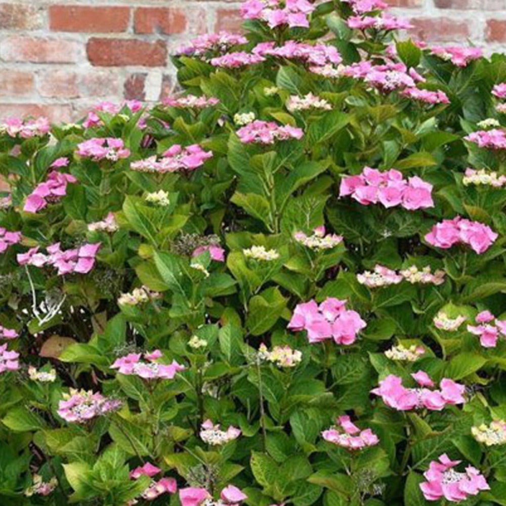  2 X Hortensia 'teller Rose' - Hydrangea 'teller Rose' - 25-30 Cm Pot