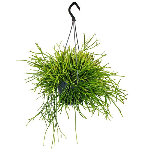  Urban Jungle Elegance - Ambre De Cactus Moderne Avec Une Superbe Structure De Feuilles - Rhipsalis Pulchra - 15cm