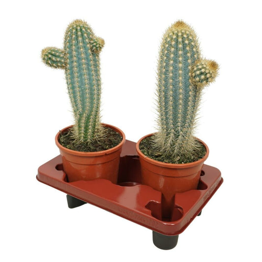 Cactus Bleu En Colonne Pilosocereus Braunii Plante Solitaire En Pot De 17cm